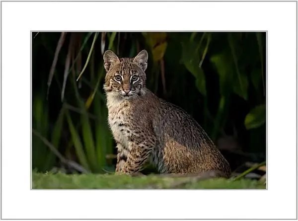 Картина в раме - Рысь