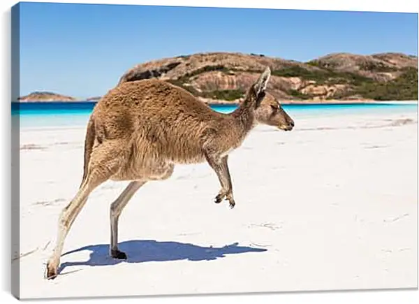 Постер на подрамнике - Кенгуру