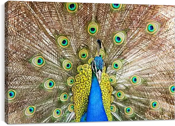 Постер на подрамнике - Павлин с распущенным хвостом