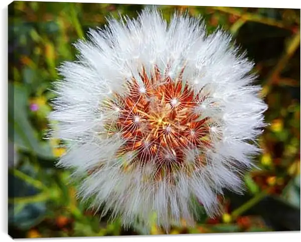 Постер на подрамнике - Белый одуванчик с огненной серединой