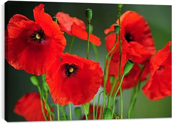 Постер на подрамнике - Маки