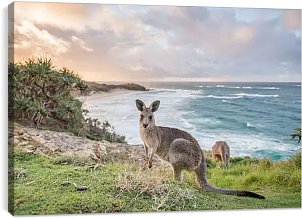 Постер на подрамнике - Кенгуру
