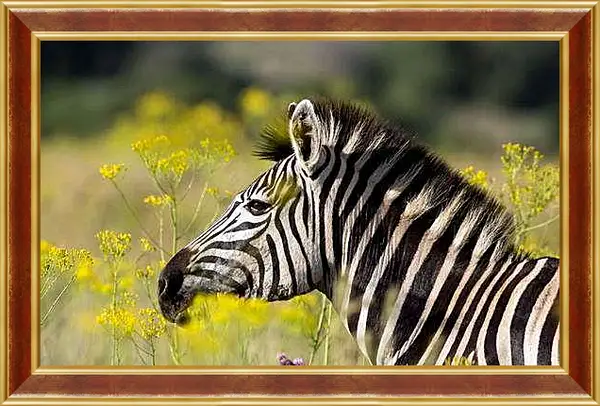 Картина в раме - Зебра