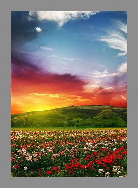 Картина в раме - Цветочное поле на закате