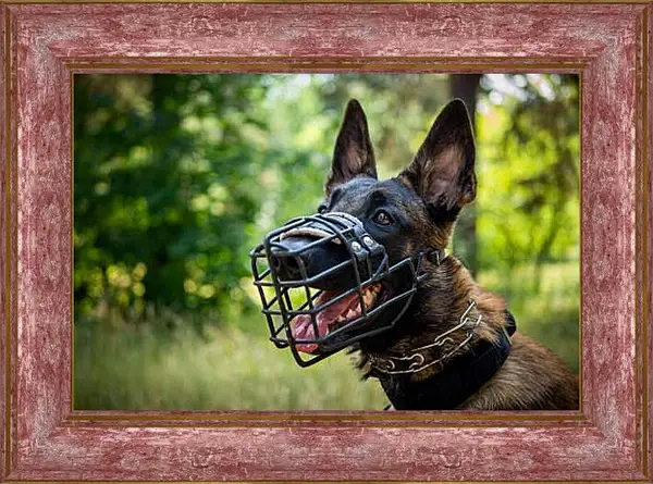 Картина в раме - Овчарка в наморднике