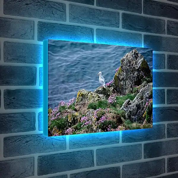 Лайтбокс световая панель - Чайка