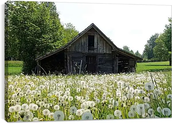 Постер на подрамнике - Поляна белых одуванчиков возле деревянного домика