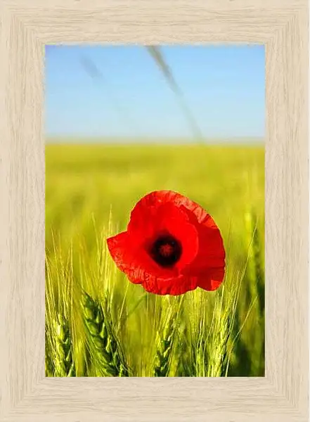 Картина в раме - Мак перед колосьями