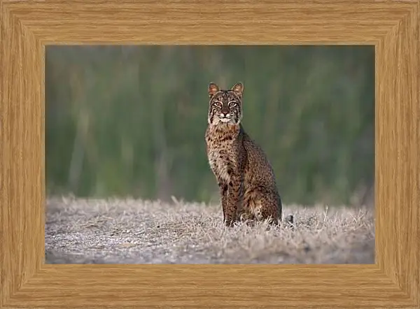 Картина в раме - Рысь
