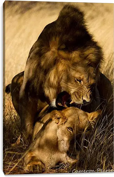 Постер на подрамнике - Лев и львица