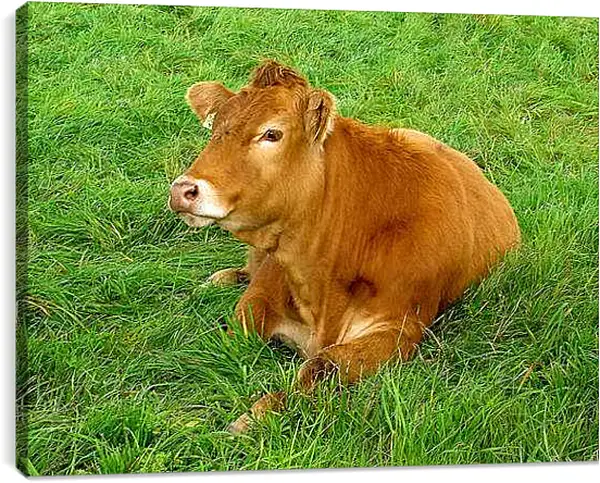 Постер на подрамнике - Корова отдыхает
