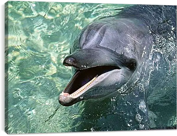 Постер на подрамнике - Дельфины