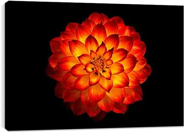 Постер на подрамнике - Георгин на черном фоне