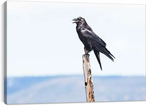 Постер на подрамнике - Чёрный ворон сидит на палке