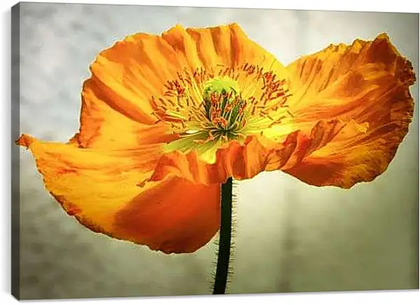 Постер на подрамнике - ЖелтыЙ мак