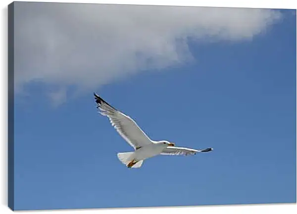 Постер на подрамнике - Чайка