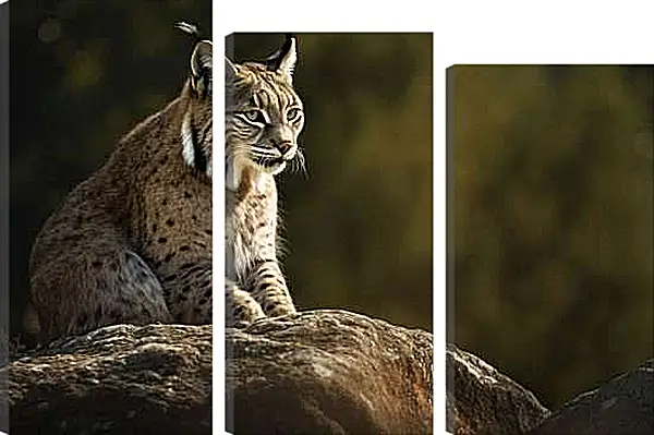 Модульная картина - Рысь