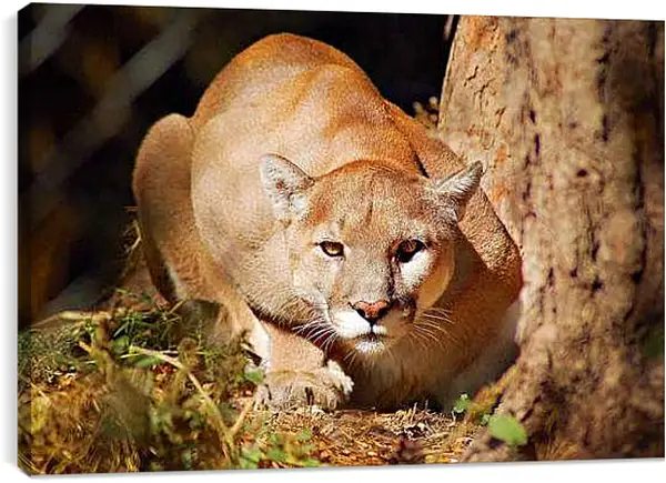 Постер на подрамнике - Пума