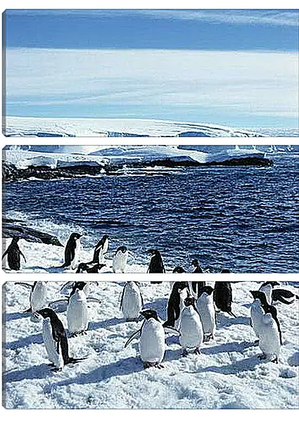 Модульная картина - Пингвины