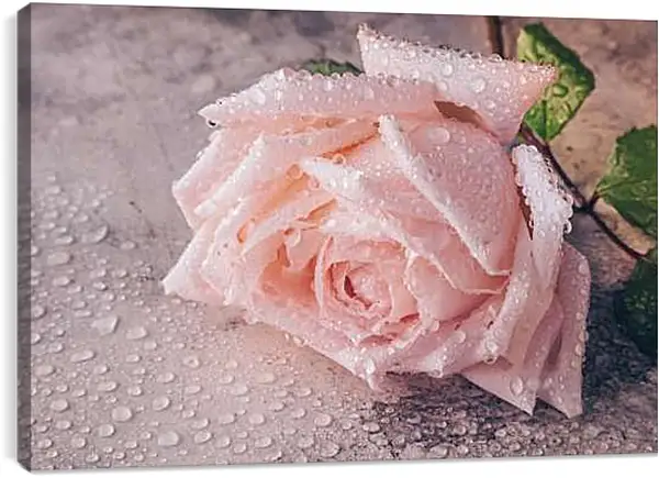 Постер на подрамнике - Роза