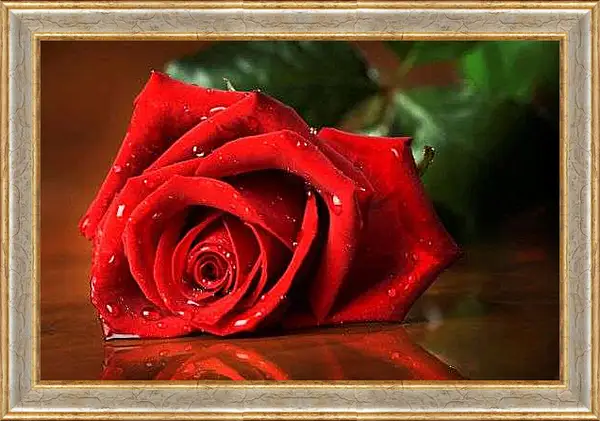 Картина в раме - Красная роза с каплями воды
