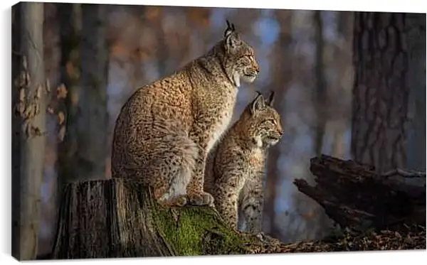 Постер на подрамнике - Рыси