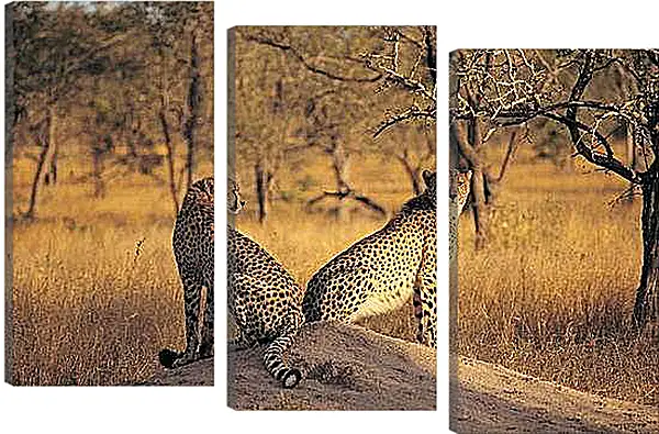 Модульная картина - Гепарды