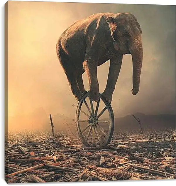 Постер на подрамнике - Слон на колесе