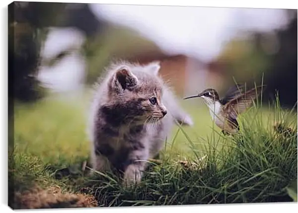 Постер на подрамнике - Колибри и котёнок