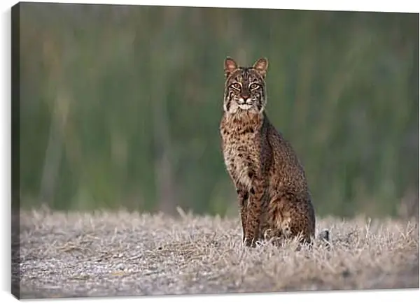 Постер на подрамнике - Рысь