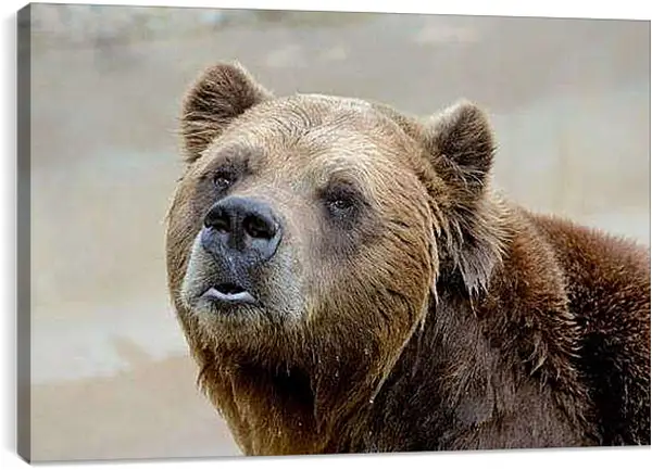 Постер на подрамнике - Медведь