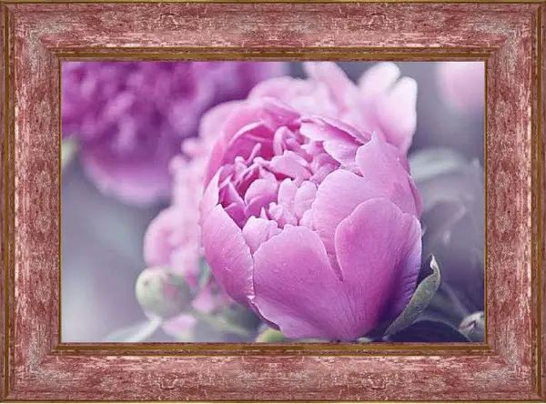 Картина в раме - Нераскрывшийся бутон