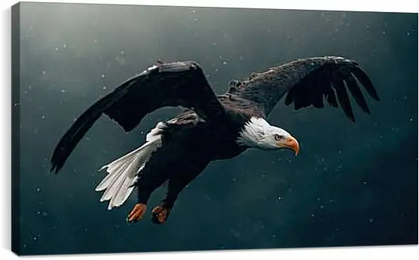 Постер на подрамнике - Орёл парит