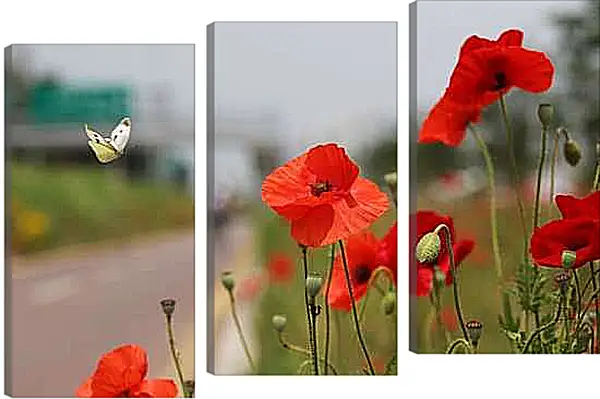 Модульная картина - Маки