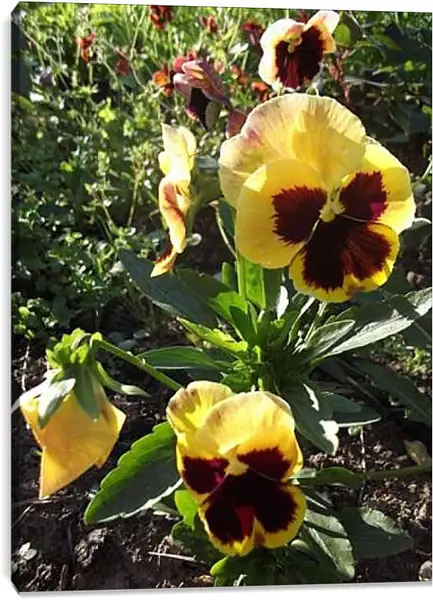 Постер на подрамнике - Анютины глазки