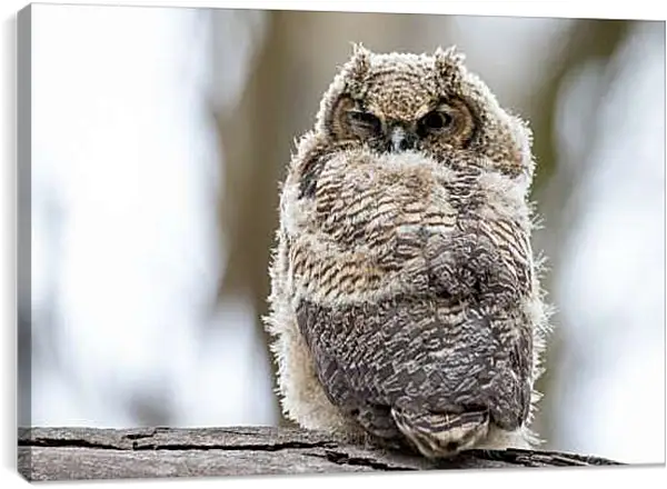 Постер на подрамнике - Сова днём