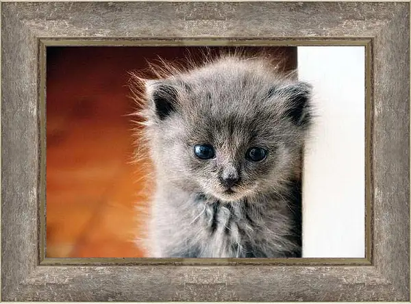 Картина в раме - Котенок