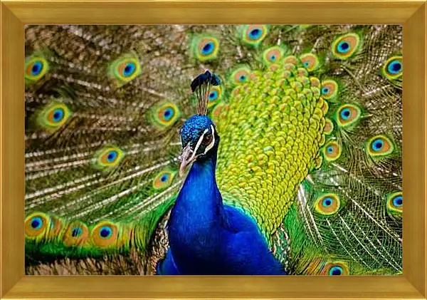 Картина в раме - Павлин с распущенным хвостом