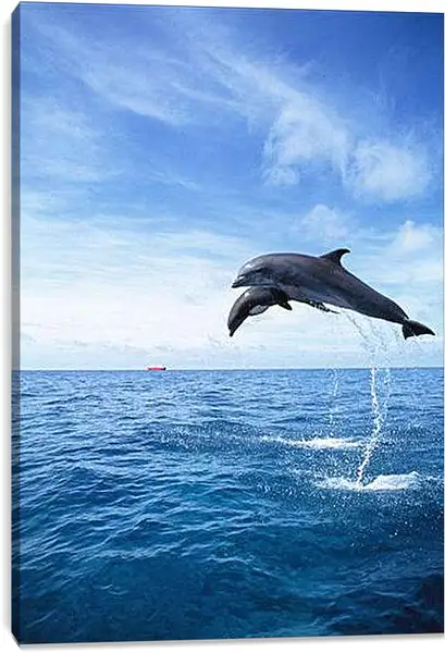 Постер на подрамнике - Дельфины