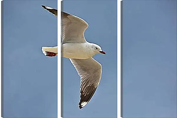 Модульная картина - Чайка