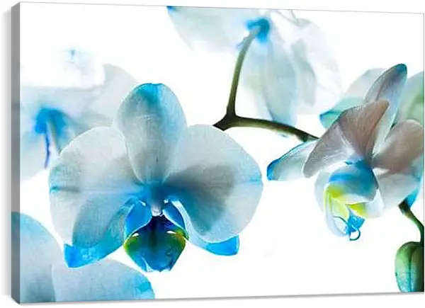 Постер на подрамнике - Бело-голубые орхидеи