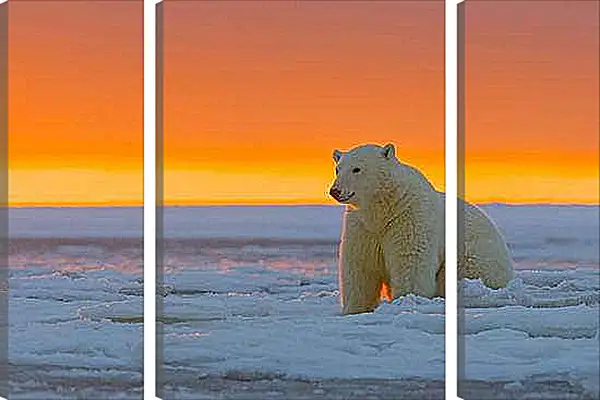 Модульная картина - Белый медведь