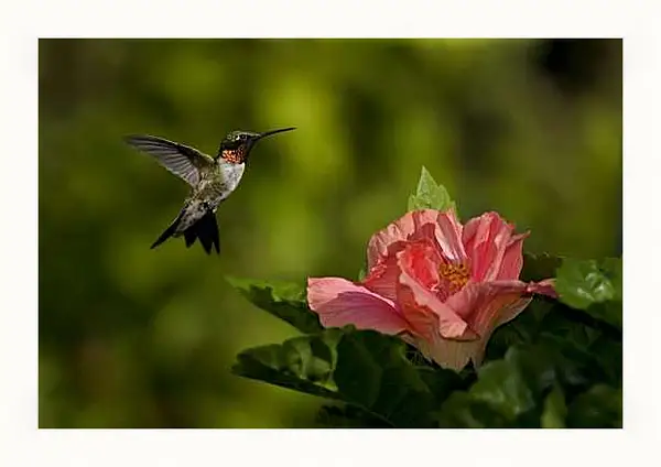 Картина в раме - Колибри