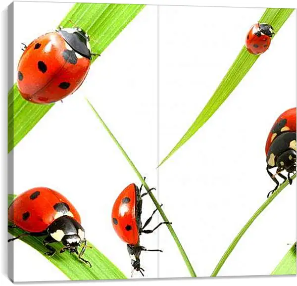 Постер на подрамнике - Божья коровка