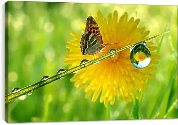 Постер на подрамнике - Жёлтый одуванчик с бабочкой
