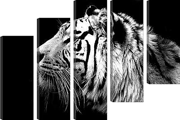 Модульная картина - Белый тигр. Темнота. Хищник