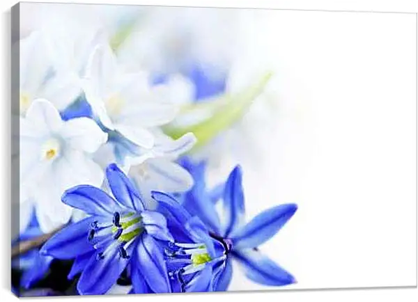 Постер на подрамнике - Белые и синие цветы