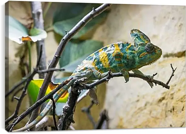 Постер на подрамнике - Рептилии