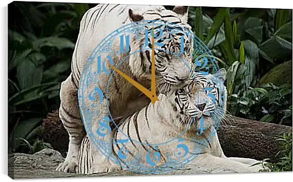 Часы картина - Белые тигры. Природа. Животные. Тигр