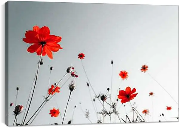 Постер на подрамнике - Красные цветы